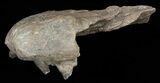 Mosasaur (Platecarpus) Pre-Maxilary With Teeth - Kansas #40414-6